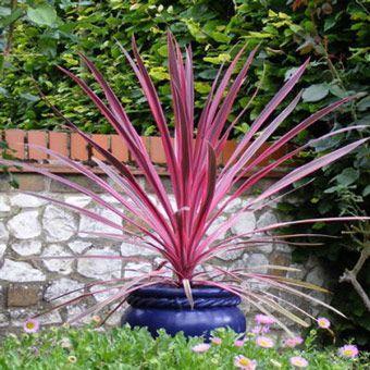 Cordyline