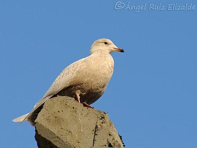 Gaviotas polares en Santander...