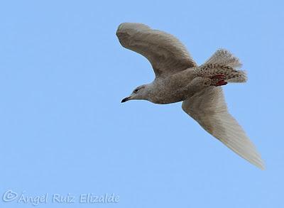 Gaviotas polares en Santander...