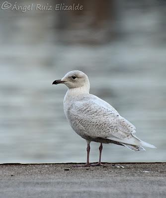 Gaviotas polares en Santander...