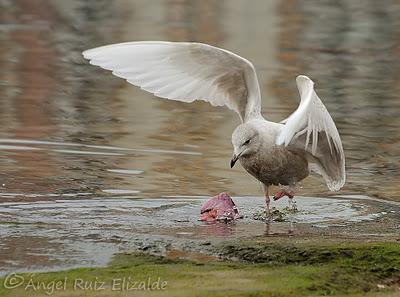 Gaviotas polares en Santander...