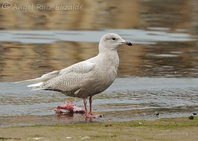 Gaviotas polares en Santander...