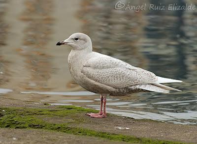 Gaviotas polares en Santander...