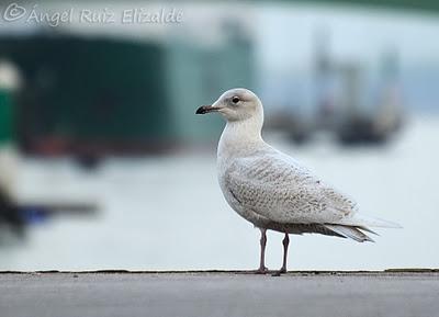 Gaviotas polares en Santander...
