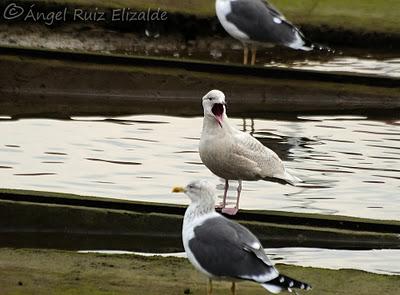 Gaviotas polares en Santander...