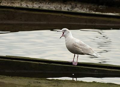 Gaviotas polares en Santander...