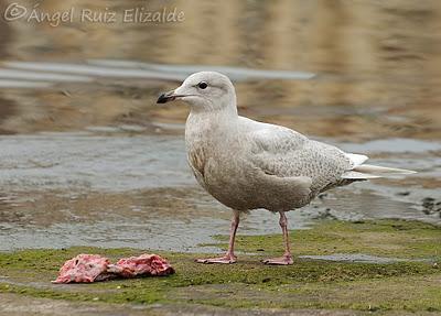 Gaviotas polares en Santander...
