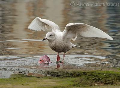 Gaviotas polares en Santander...