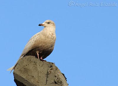 Gaviotas polares en Santander...