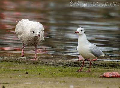 Gaviotas polares en Santander...