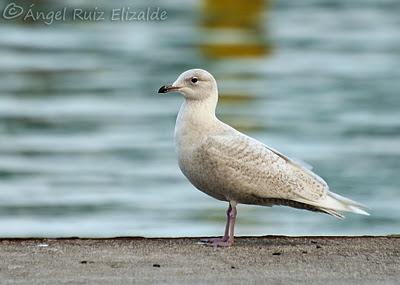 Gaviotas polares en Santander...