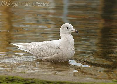 Gaviotas polares en Santander...