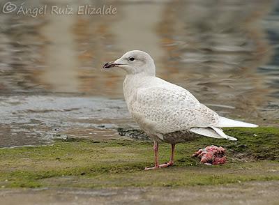 Gaviotas polares en Santander...