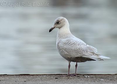 Gaviotas polares en Santander...