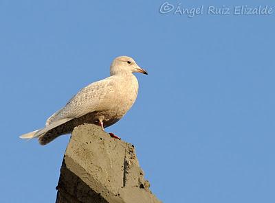 Gaviotas polares en Santander...