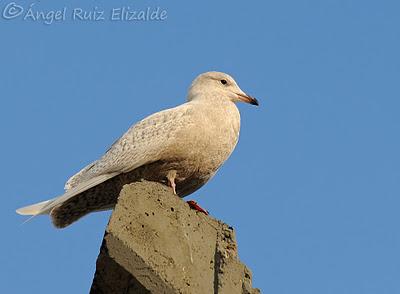 Gaviotas polares en Santander...