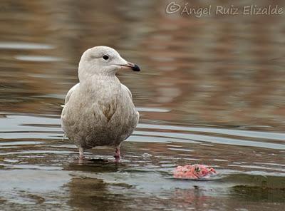 Gaviotas polares en Santander...