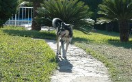 BENZO, CACHORRO CRUCE DE HUSKY BUSCA FAMILIA (VALENCIA)