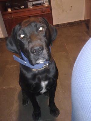 AYUDADME, LLORAMOS!!! LABRADOR PERDIDO EN BORMUJOS (SEVILLA)