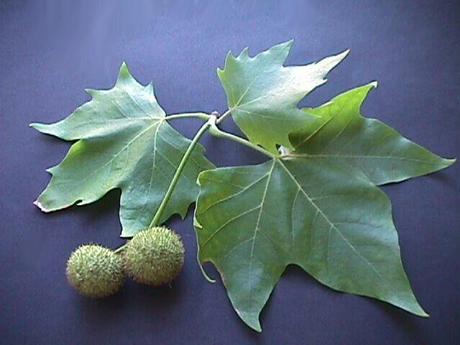 Plátano de sombra, Plátano híbrido (Platanus × hispánica / platanus x hybrida)