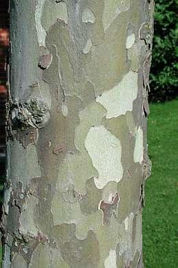 Plátano de sombra, Plátano híbrido (Platanus × hispánica / platanus x hybrida)