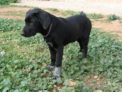 Black, cachorrón en adopción (Murcia)‏