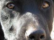 Black, cachorrón adopción (Murcia)‏