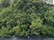 castaño cien caballos: árbol viejo grande Europa