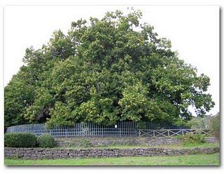 El castaño de los cien caballos: el árbol más viejo y grande de Europa