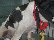 acogida para postoperatorio zona Córdoba único separa Karim felicidad