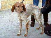 Gus, precioso bretón, desecho cazador...