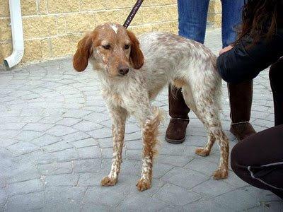Gus, precioso bretón, desecho de cazador...
