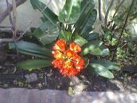 Cultivo de Clivia