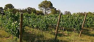 Phlox 2010, de Vins de Taller Phlox 2010, de Vins de Taller