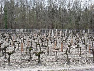 Château La Tour Carnet 1999, de Bodega Bernard Magrez (Francia)