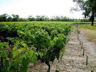 Château La Tour Carnet 1999, de Bodega Bernard Magrez (Francia)