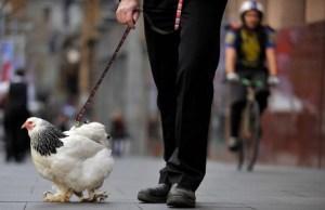 Pitas, pitas, pitas,…