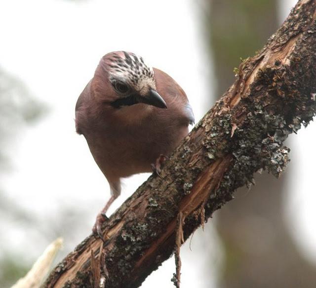 MIS AMIGOS DEL BOSQUE DE ORGI