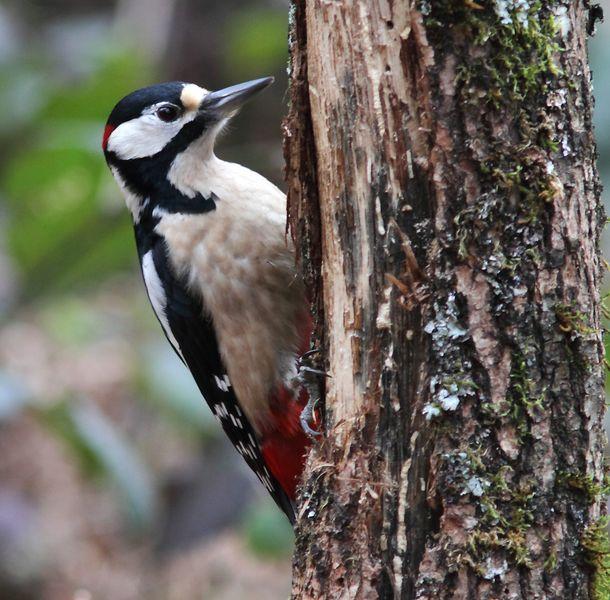 MIS AMIGOS DEL BOSQUE DE ORGI