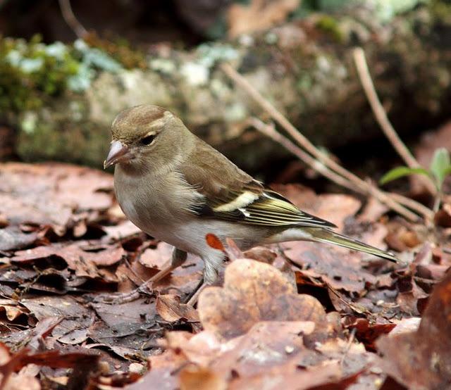 MIS AMIGOS DEL BOSQUE DE ORGI