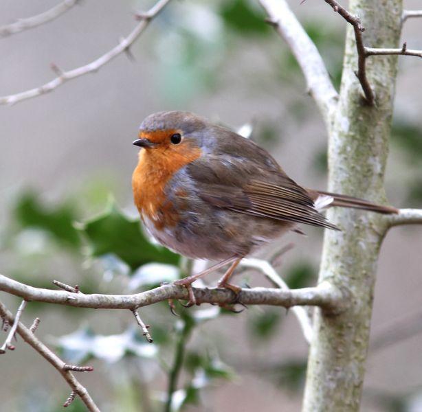 MIS AMIGOS DEL BOSQUE DE ORGI