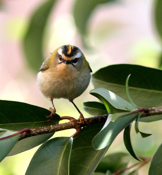 MIS AMIGOS DEL BOSQUE DE ORGI