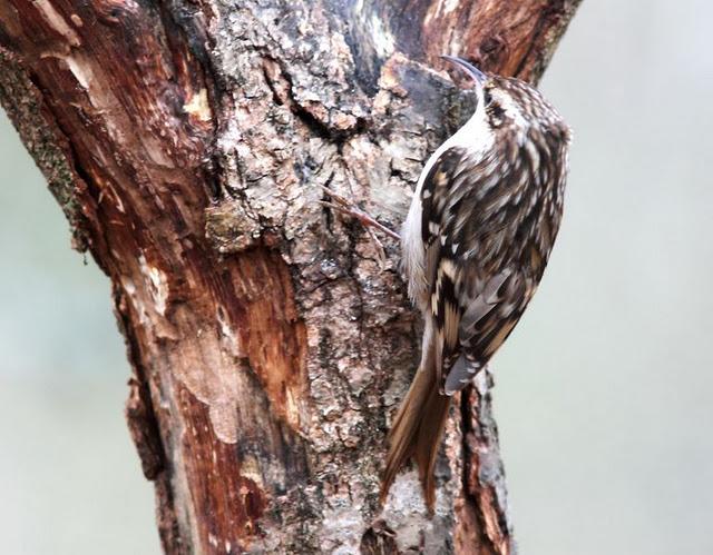 MIS AMIGOS DEL BOSQUE DE ORGI