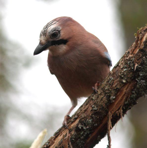 MIS AMIGOS DEL BOSQUE DE ORGI