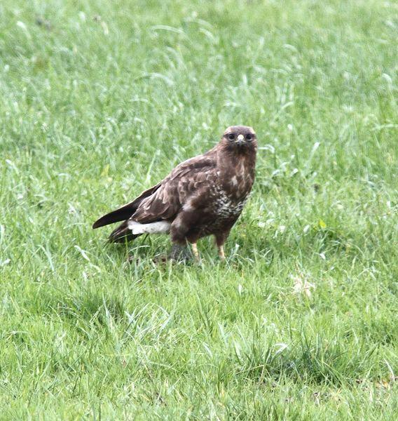 MIS AMIGOS DEL BOSQUE DE ORGI