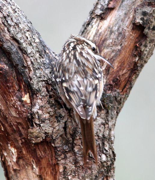 MIS AMIGOS DEL BOSQUE DE ORGI