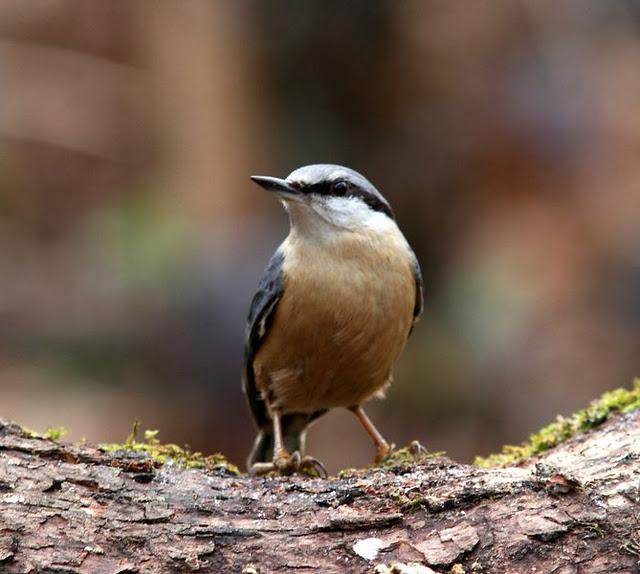 MIS AMIGOS DEL BOSQUE DE ORGI