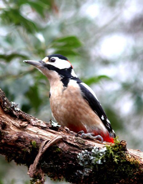 MIS AMIGOS DEL BOSQUE DE ORGI
