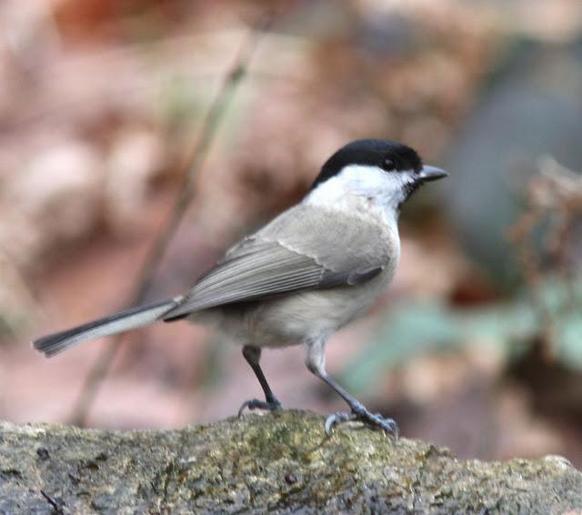 MIS AMIGOS DEL BOSQUE DE ORGI