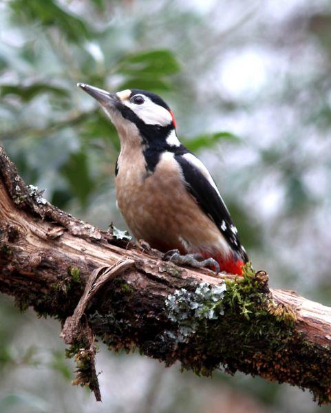 MIS AMIGOS DEL BOSQUE DE ORGI